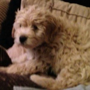 Meet your Posher, Jon